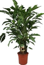 Kamerpalm – Zachte Vinnetjespalm (Caryota mitis) – Hoogte: 100 cm – van Botanicly