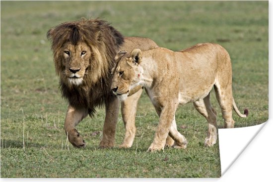 Leeuwenpaar loopt over de vlakte Poster 90x60 cm - Foto print op Poster (wanddecoratie woonkamer / slaapkamer) / Wilde dieren Poster