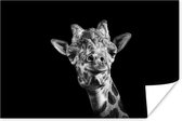 Giraffe tegen zwarte achtergrond in zwart-wit poster papier 120x80 cm - Foto print op Poster (wanddecoratie woonkamer / slaapkamer) / Close-Up Poster
