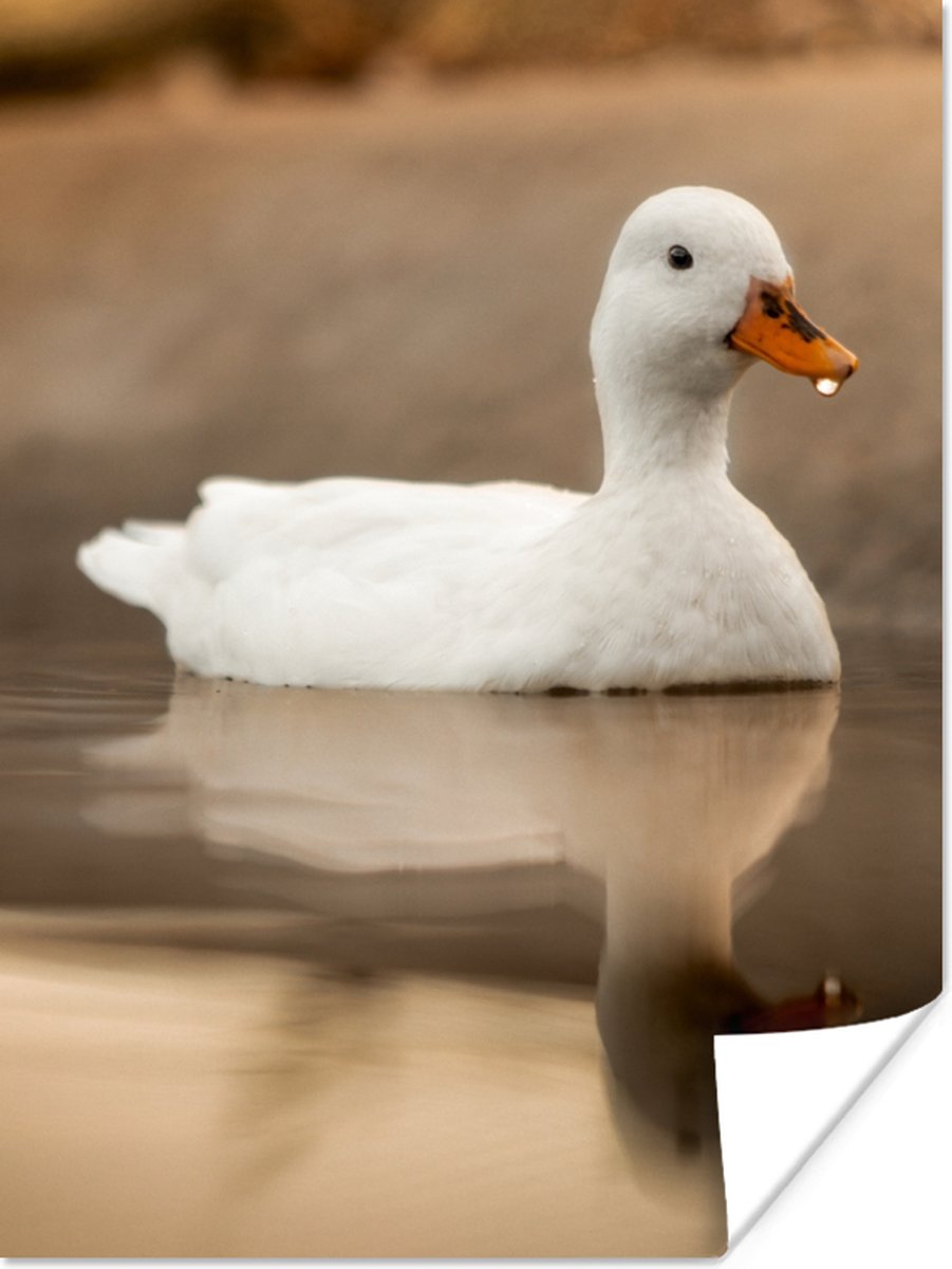 Poster Eend - Vogel - Water - Wit - 60x80 cm