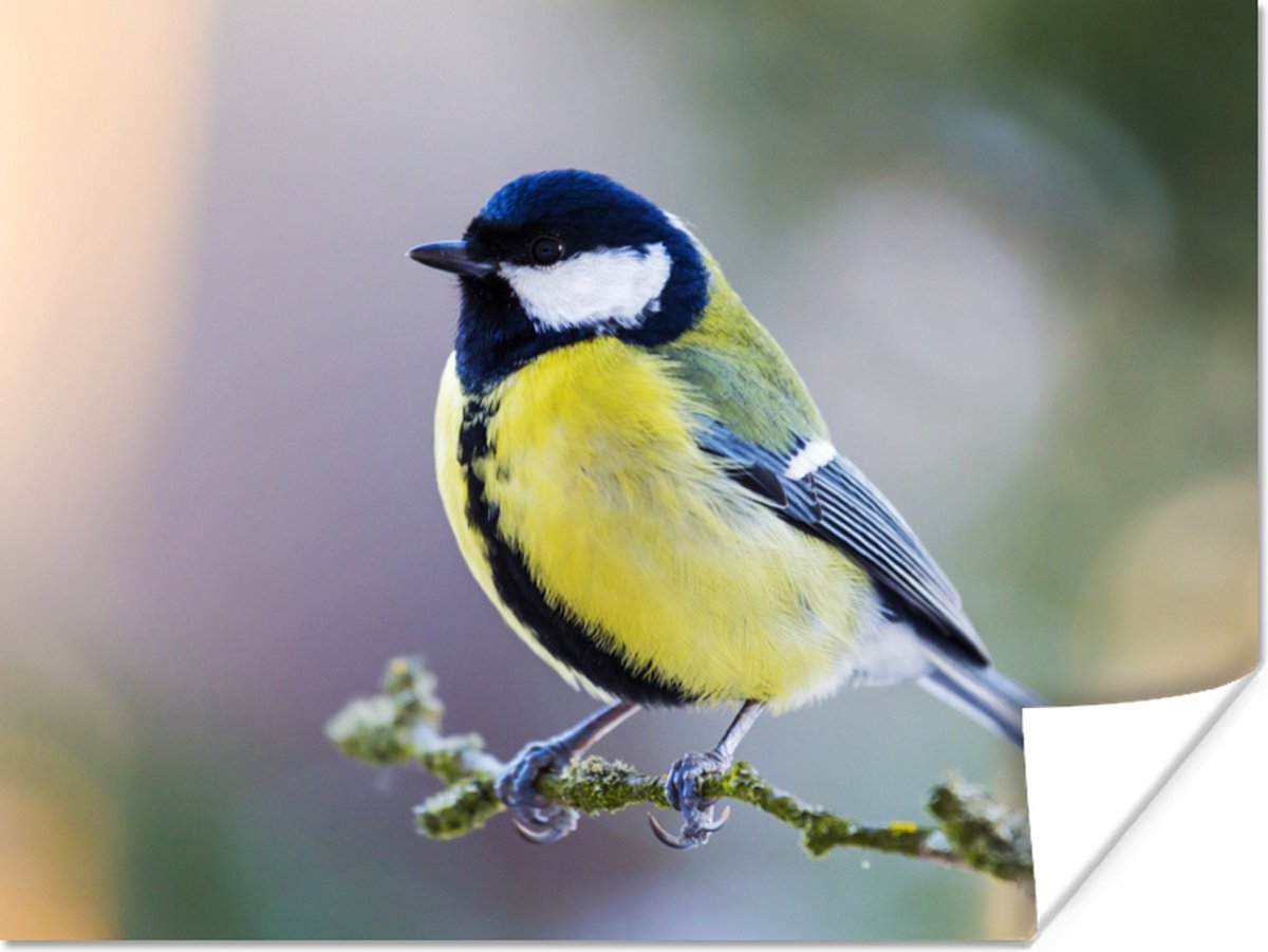 Poster Koolmees - Vogel - Tak - 80x60 cm
