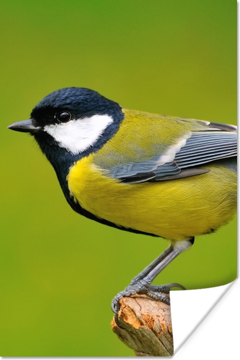 Poster Vogel - Koolmees - Dieren - Groen - 80x120 cm
