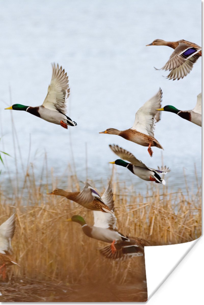 Poster Eend - Vogel - Riet - Water - Eenden - 80x120 cm