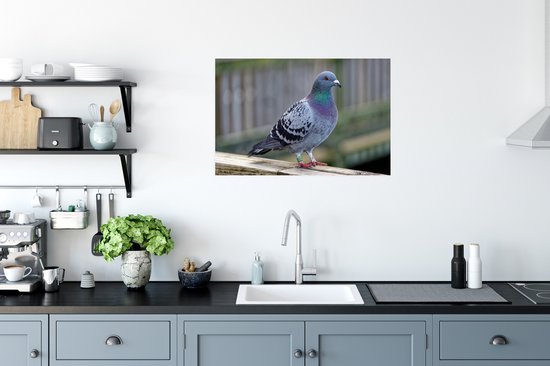 Poster Duif - Vogel - Violet - Ressorts - 90x60 cm