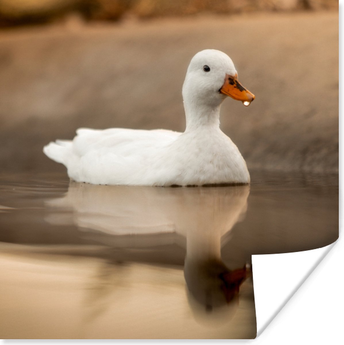 Poster Eend - Vogel - Water - Wit - 75x75 cm