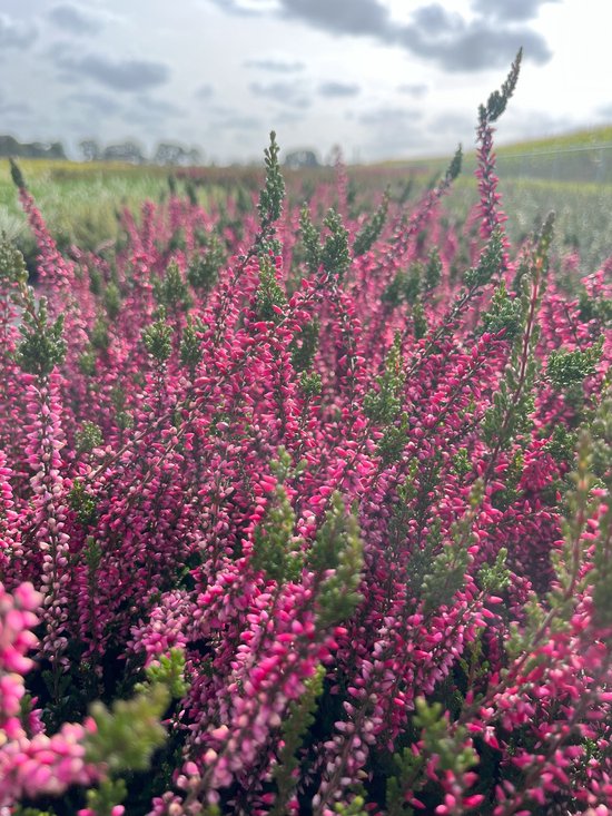 Foto: Zomerheide rood 10 stuks calluna vulgaris athene p10 5 plant tuinplant heide