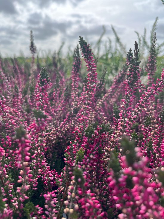 Foto: Zomerheide rood 10 stuks calluna vulgaris katja p10 5 plant tuinplant heide