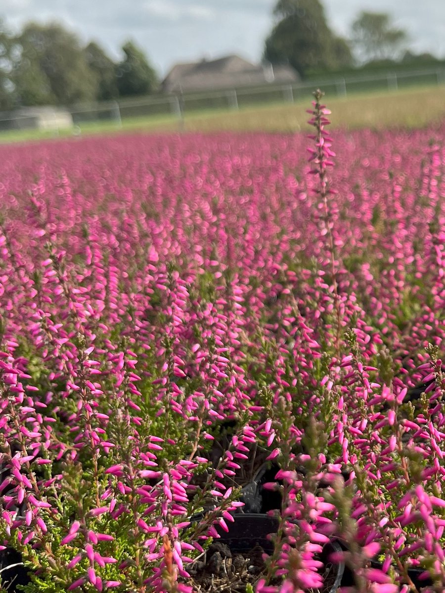 Zomerheide Roze - 10 Stuks - Calluna vulgaris 'Marlies' - P9.5 - Plant - Tuinplant - Heide