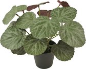 Greenmoods Kunstplanten - Kunstplant - Saxifraga - Zijde - 27 cm