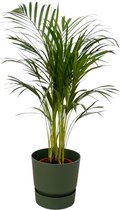 Areca palm inclusief elho Greenville Round groen D2H23 - Potmaat 19cm - Hoogte 85cm