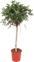 Schefflera Arboricola Compacta boom - Potmaat 34cm - Hoogte 150cm