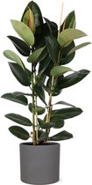 Ficus Elastica Robusta in Era ANTRACIET pot - Potmaat 24cm - Hoogte 110cm