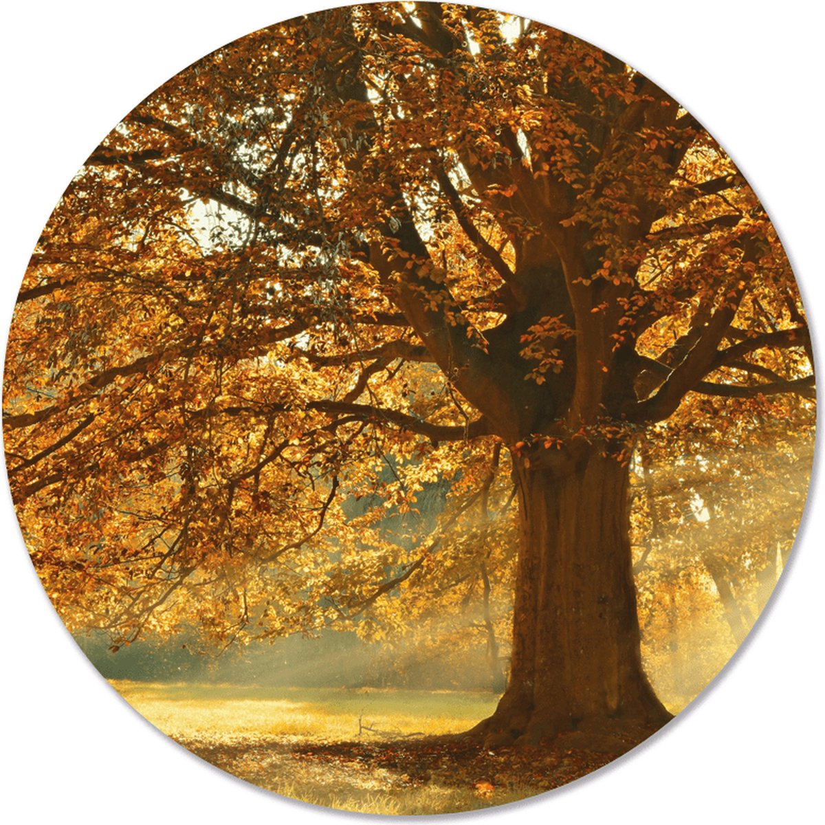 Label2X - Schilderij - Herfstboom Ø Aanbevolen - Multicolor - 100 X 100 Cm