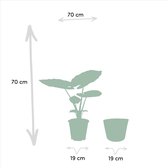 Strelitzia Nicolai + Alocasia Macrorrhiza met mand Igmar - Potmaat 19cm - Hoogte 70-85cm