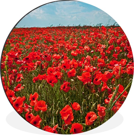 WallCircle - Wall Circle - Wall Circle - Une prairie pleine de coquelicots - Aluminium - Dibond - 30x30 cm - Intérieur et Extérieur