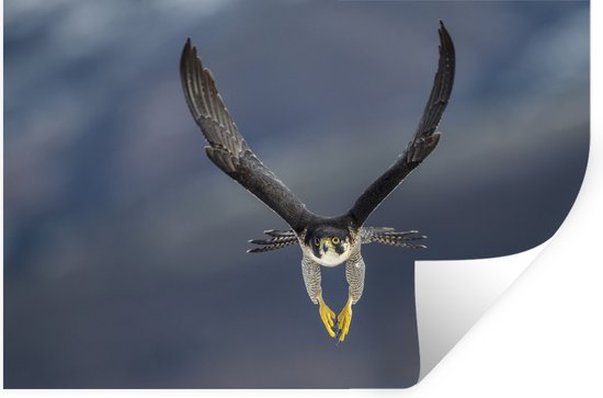 Stickers Stickers muraux - Faucon pèlerin - Vogel - Ressorts - 120x80 cm - Film adhésif