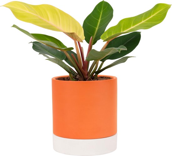 Santino ASTI Bloempot, zelfwaterende bloempot, 18 cm, met