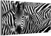 Wanddecoratie Metaal - Aluminium Schilderij Industrieel - Zebra zwart-wit fotoprint - 80x40 cm - Dibond - Foto op aluminium - Industriële muurdecoratie - Voor de woonkamer/slaapkamer