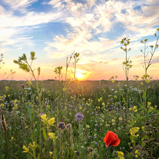 Bloemen voor bijen, zaai deze zaden voor een veld vol bloemen