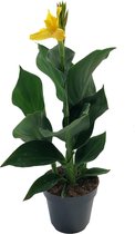 Plant in a Box - Canna 'Cannova' - Bloemriet - Canna Lily Geel - Bloeiende Plant - Pot 17cm - Hoogte 35-45cm