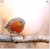 Tuinposters Roodborst - Tak - Boom - 50x50 cm - Tuindoek - Buitenposter