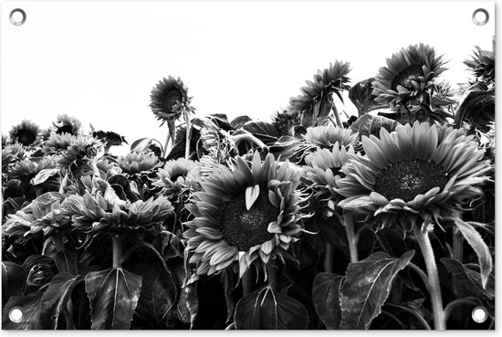 Tuindecoratie Zonnebloemen in Nederland zwart-wit - 60x40 cm - Tuinposter - Tuindoek - Buitenposter
