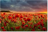 Tuinposter bloemen - Rood - Klaprozen - Zonsondergang - Natuur - Schuttingdoek - Tuin - Tuinschilderij voor buiten - Schutting decoratie - 180x120 cm - Tuindecoratie - Tuindoek