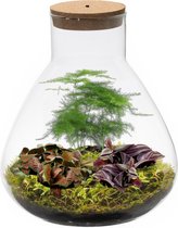 vdvelde.com - Ecosysteem plant met lamp - Ecoworld Tropical Biosphere - Terrarium plant in glas - 3 Gekleurde Planten - Piramide Glas - Ø 23 cm - Hoogte 26 cm