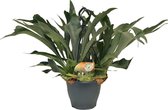 Plantenboetiek.nl | Platycerium Bifurcatum - Kamerplant - Hoogte 50cm - Potmaat 21cm