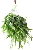 Plantenboetiek.nl | Rhipsalis Crispata - Kamerplant - Hoogte 50cm - Potmaat 21cm