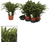 Plantenboetiek.nl | Calathea Bluegrass - Kamerplant - Hoogte 65cm - Potmaat 17cm