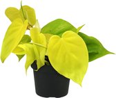 Plantenboetiek.nl | Philodendron Lime - Kamerplant - Hoogte 20cm - Potmaat 12cm