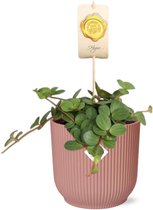 Plantenboetiek.nl | Peperomia ‘Hope’ in ELHO Vibes Fold roze - Kamerplant - Hoogte 15cm - Potmaat 14cm