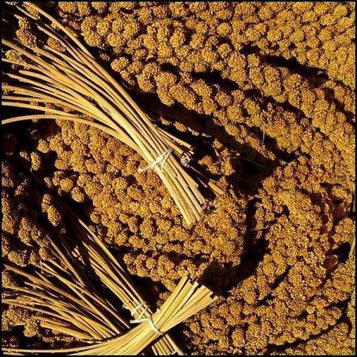 Oswalt Trosgierst - 5KG - Vogelsnack - Vogelvoer