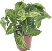 Plantenboetiek.nl | Syngonium Arrow - Ø12cm - 25cm hoog - Kamerplant - Groenblijvend