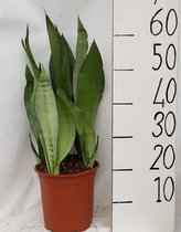 Plantenboetiek.nl | Sanseveria Moonshine - Kamerplant - Hoogte 60cm - Potmaat 21cm