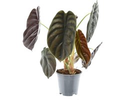 Plantenboetiek.nl | Alocasia Red Secret - Ø14cm - 25-35cm hoog - Kamerplant - Groenblijvend