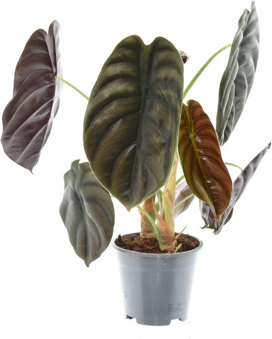 Plantenboetiek.nl | Alocasia Red Secret - Ø14cm - 25-35cm hoog - Kamerplant - Groenblijvend