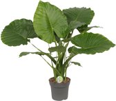 Plantenboetiek.nl | Alocasia Gageana California - Kamerplant - Hoogte 80cm - Potmaat 21cm