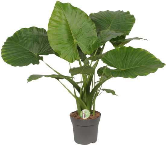 Plantenboetiek.nl | Alocasia Gageana California - Plante d'intérieur - Hauteur 80cm - Taille du pot 21cm