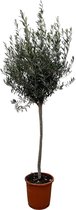 Trendyplants - Olijfboom op stam - Winterhard - Tuinplant - Hoogte 150-170 cm - Potmaat Ø24cm - Olea Europaea op stam