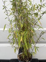 1 x Fargesia 'Winter Joy' - Bamboe 100-125 cm in 5,7 liter pot