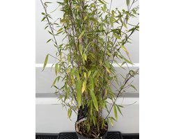 1 x Fargesia 'Winter Joy' - Bamboe 100-125 cm in 5,7 liter pot