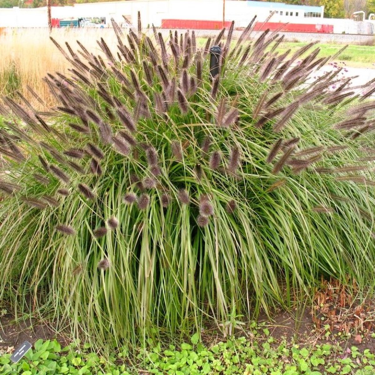 25 x Lampenpoetsersgras Zwarte Pluim - Siergras Winterhard - Pennisetum alopecuroides 'Black Beauty' in 9x9cm pot met hoogte 5-10cm