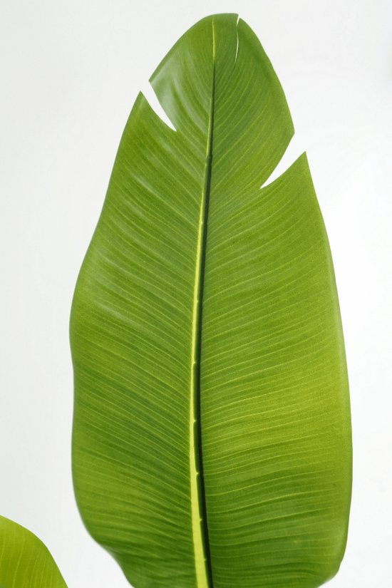 Strelitzia Kunstplant 180cm | Kunst Strelitzia | Kunstplanten voor Binnen | Grote Strelitzia Kunstplant | Nepplant | Strelitzia kunstplanten | Strelitzia Nicolai kunstplant