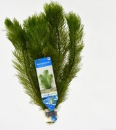 AQUAlook Myriophyllum Scabratum | Aarvederkruid | in bos met loodje Waterplant