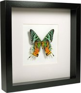Opgezette Vlinder in Zwarte Lijst 16x16 cm - Urania Ripheus