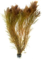 AQUAlook Myriophyllum Mattagrossense | Aarvederkruid | in bos met loodje Waterplant