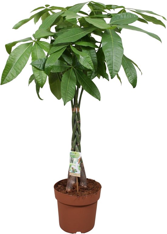 Plantenboetiek.nl | Pachira Aquatica - Ø24cm - 110-120cm hoog - Kamerplant - Groenblijvend