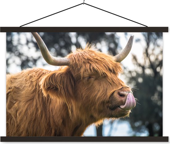 Happy Scottish Highlander lèche le nez affiche textielposter lattes noires 150x100 cm